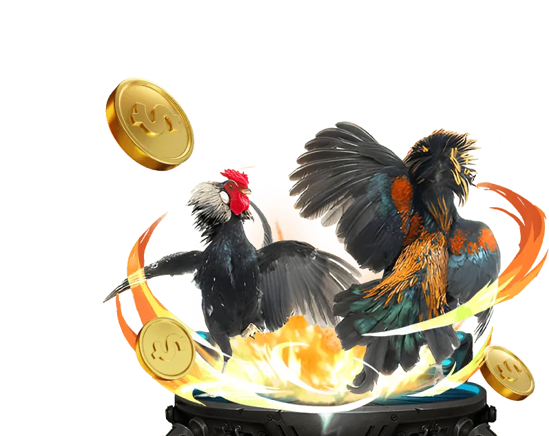 Hình ảnh gà Meron với biểu tượng của nhà cái, đại diện cho kèo cược gà nhà cái thắng.